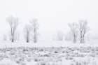Wyoming, Jackson. Grand Teton NP, Fog and frost-covered cottonwood trees along Antelope Flats Road Art Print